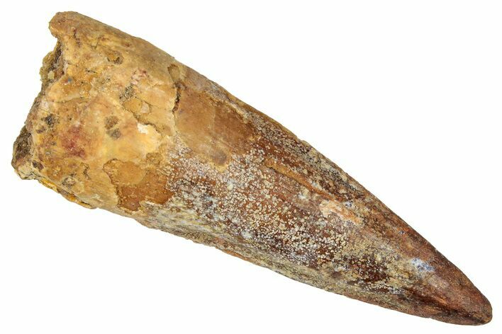 Fossil Spinosaurus Tooth - Real Dinosaur Tooth #350122